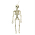 Fright Night Skeleton 90cm Each