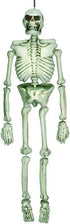Life Size Hanging Skeleton Decoration Plastic 1.37m Each